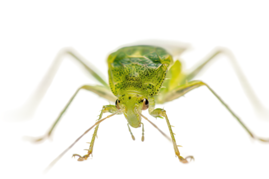 Macro view of aphid on leaf surface