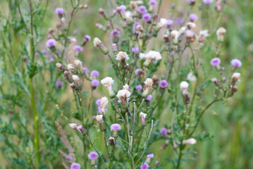 field thistle, Cirsium arvense meadow flowers closeup selective focus