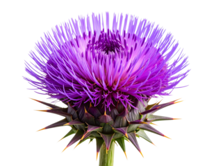  Purple Thistle Flower Head with Spiny Bracts, Front View, Isolated on Transparent Background.