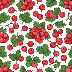 Hawthorn Berry Vector Illustration with Seamless Pattern Design