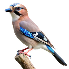 Obraz premium A jay on beautiful background