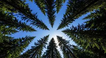 Looking Up Through Evergreen Forest Canopy Towards Bright Sunny Sky
