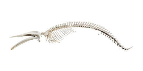 Whale skeleton anatomy isolated on white background. skeletal system of a whale. bone structure of a whale. whale anatomy education. largest mammal fossil. 3D realistic rendering