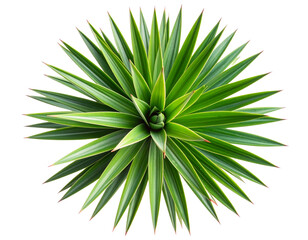 Top-Down Flat Lay of Yucca Leaves in Starburst Pattern, Minimalist Composition, Isolated.
