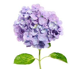 Obraz premium Hydrangea flower, Hydrangea macrophylla, isolated on white background, with clipping path