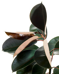 Ficus elastica burgundy leaves, Burgundy Rubber tree, isolated on white background with clipping...