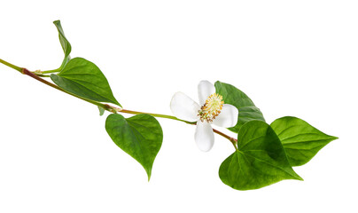 Fish mint, Fish leaf with flower isolated on white background, with clipping path
