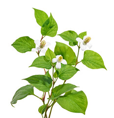 Naklejka premium Fish mint, Fish leaf with flower isolated on white background, with clipping path
