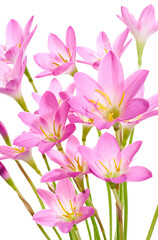 Obraz premium Pink rain lily flower, Pink flower blooming isolated on white background, with clipping path 