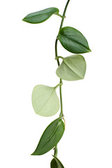 Fototapeta premium Sterling Silver Pothos, Pothos plant, Exotic foliage isolated on white background, with clipping path