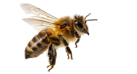 Close up of honey bee flying macro photography for pollination and honey production apis mellifera insect 100 isolated on transparent background