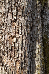Fototapeta premium The structure of the bark of an oak tree, in the wild on a sunny spring day, close-up