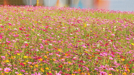 Beautiful cosmos flowers blooming in garden                               
