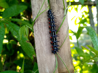 Macro Shot of Colorful Caterpillar Crawling on Bamboo Stem in Natural Setting