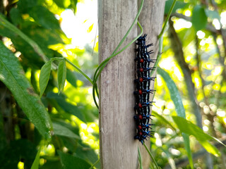 Colorful Caterpillar with Black, White, and Red Stripes Resting on Dry Bamboo Stick in Garden