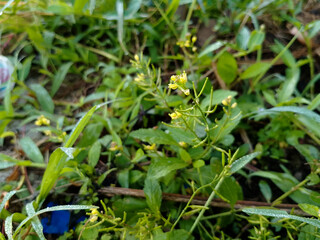 Tiny Wild Yellow Flowers Among Dewy Grass in the Morning