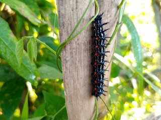 Colorful Striped Caterpillar on Dry Bamboo Stick in Garden