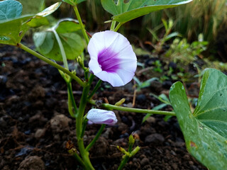 Blooming Sweet Potato Flower with Bright Petals in Garden