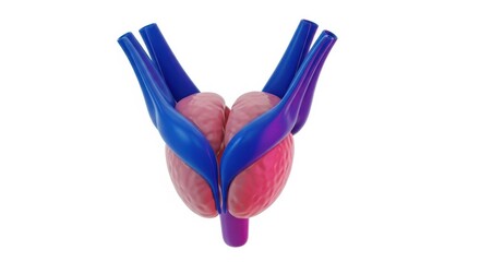 Anatomical model depicting a prostate gland with seminal vesicles and vas deferens, rendered in pink and blue against a white background.