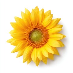 Fototapeta premium Bright and Cheerful Sunflower Bloom Against a Clean White Background for Nature and Floral Design Projects