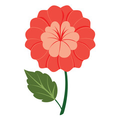 Vibrant geranium flower illustration on a clean white background