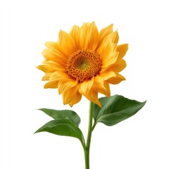 Fototapeta premium Vibrant Sunflower Bloom with Bright Yellow Petals and Green Leaves Standing Against a Clean White Background