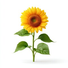 Obraz premium Vibrant Sunflower with Bright Yellow Petals and Lush Green Leaves in a Studio Setting