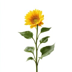 Fototapeta premium Vibrant single sunflower standing tall against a clean white background showcasing natural beauty and elegance in floral design
