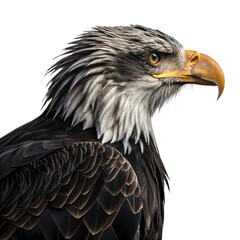 Obraz premium Majestic Bald Eagle: Close-Up Profile Photo Isolated On Transparent Background