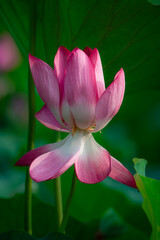Fototapeta premium The beautiful lotus flowers bloom one after another