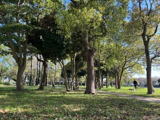 trees in the park