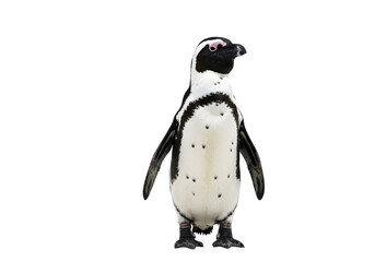 Fototapeta premium African penguin standing upright with black and white plumage and distinctive facial markings, isolated on white or transparent background. PNG