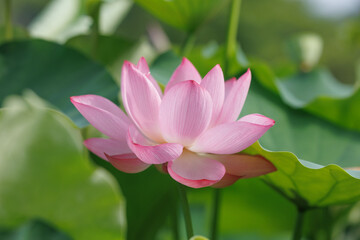 Beautifully blooming potted lotus