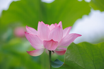 Fototapeta premium Beautifully blooming lotus