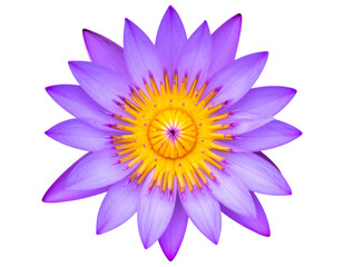 Fototapeta premium Top View of Purple Water Lily with Symmetrical Petals — Isolated PNG