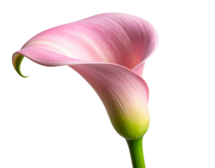 Side View of Pink Calla Lily with Curled Petal Tip and Long Stem, Transparent Background.