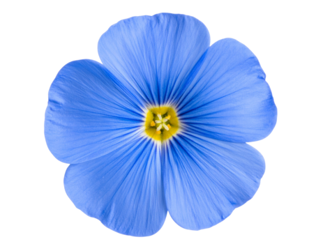 Top View of Blue Flax Flower with Five Petals and Yellow Center, Transparent PNG. - Powered by Adobe