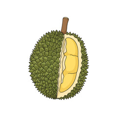 Illustration of a durian fruit, cut open to reveal the yellow flesh.