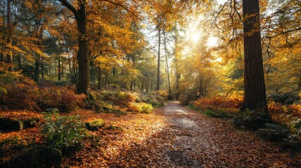 Obraz premium Autumn Woodland Trail Covered in Fallen Leaves with Sunlight