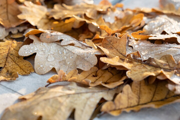 Colorful autumn leaves covered in raindrops on a gray surface create a serene natural display during early misty morning