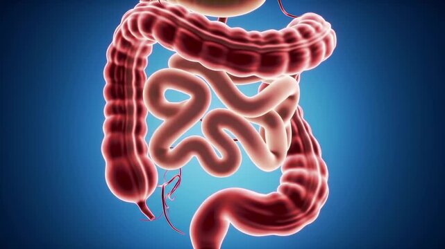 3D anatomical illustration of the digestive system