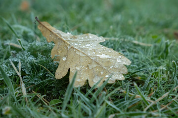 Dew-covered oak leaf rests on frosty grass during early morning in autumn