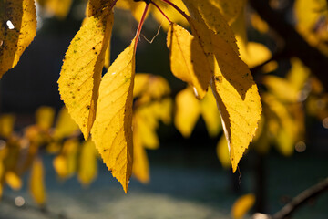 Bright yellow leaves illuminated by sunlight during autumn in a serene park setting