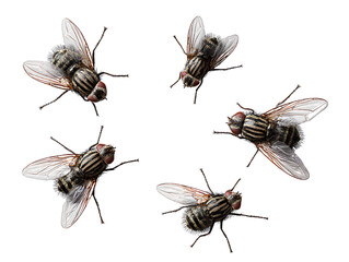  Cluster of Five Realistic House Flies in Random Positions, Top-Down View, Isolated on Transparent Background PNG