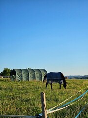 An olive green tent structure stands prominently in a bright green pasture under a clear blue sky, with a blurred horse grazing in the foreground and trees in the background. © Marc
