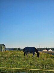 An olive green tent structure stands prominently in a bright green pasture under a clear blue sky,...