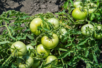 Lots of ripening green tomatoes in the vegetable garden. Green tomatoes close-up.