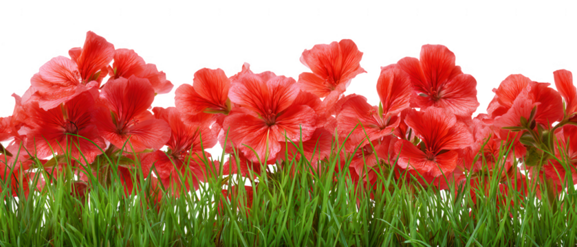 A vibrant border of red flowers and green grass isolated on transparent background
