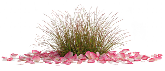Delicate pink rose petals scattered around a clump of green grass isolated on transparent background