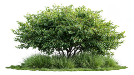 A lush green tree with grassy ground isolated on transparent background